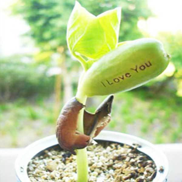 Magic Bean-Sayings Sign Plant Seed Seeds-Magic Bean Magic Love
